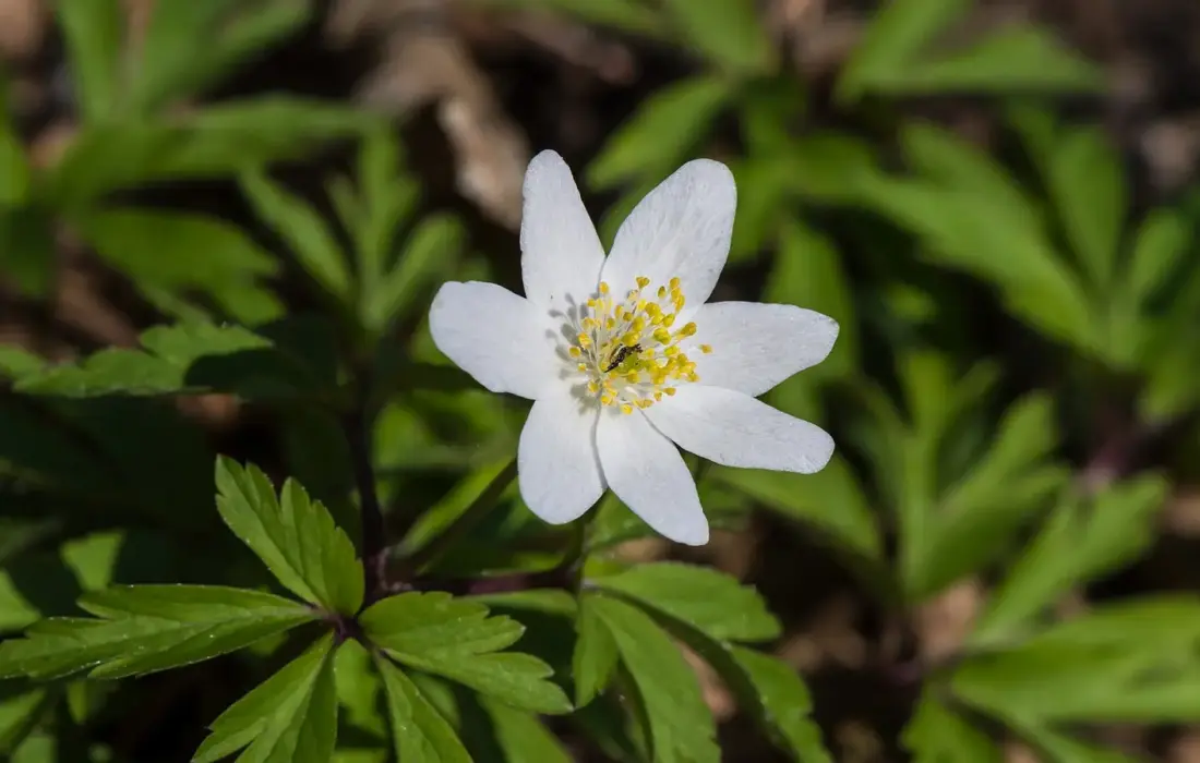 Anemone des bois en fleur dans un sous-bois au printemps