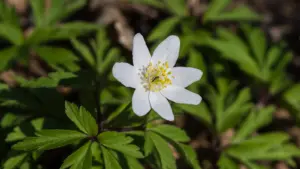 Anemone des bois en fleur dans un sous-bois au printemps