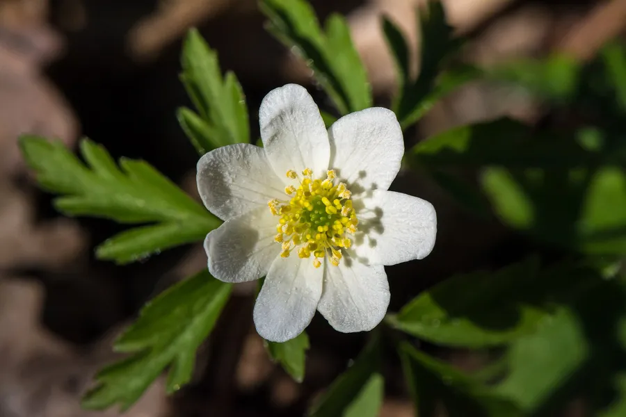 Fleur blanche d'anemone des bois et sa collerette de trois feuilles decoupees