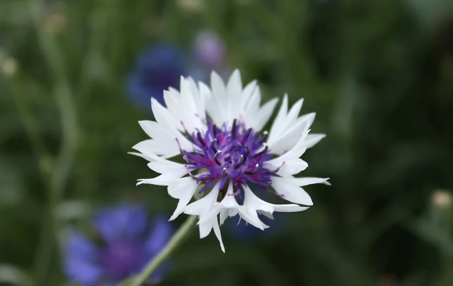 Bleuet à fleurs blanches, forme horticole issue d'un mélange semé