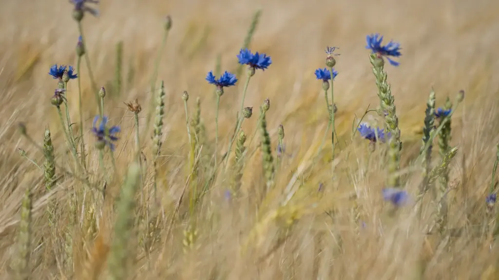 Bleuet : reconnaître la fleur des moissons et ses sosies
