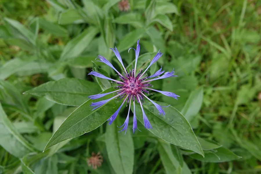 Centaurée des montagnes en fleur, fleurons bleus longs et espacés autour d'un cœur pourpre