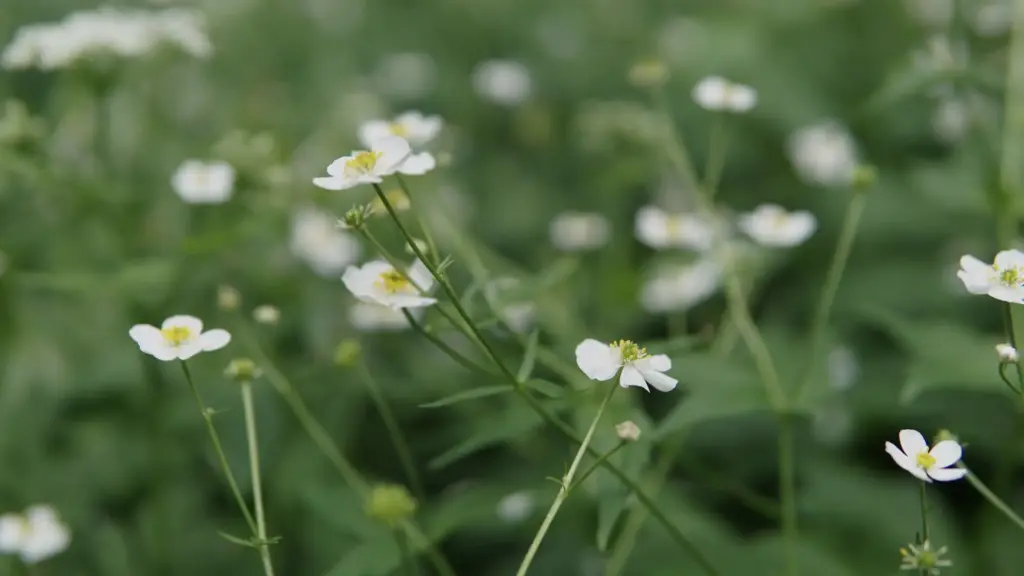 Fleur blanche sauvage : nommer sans se tromper