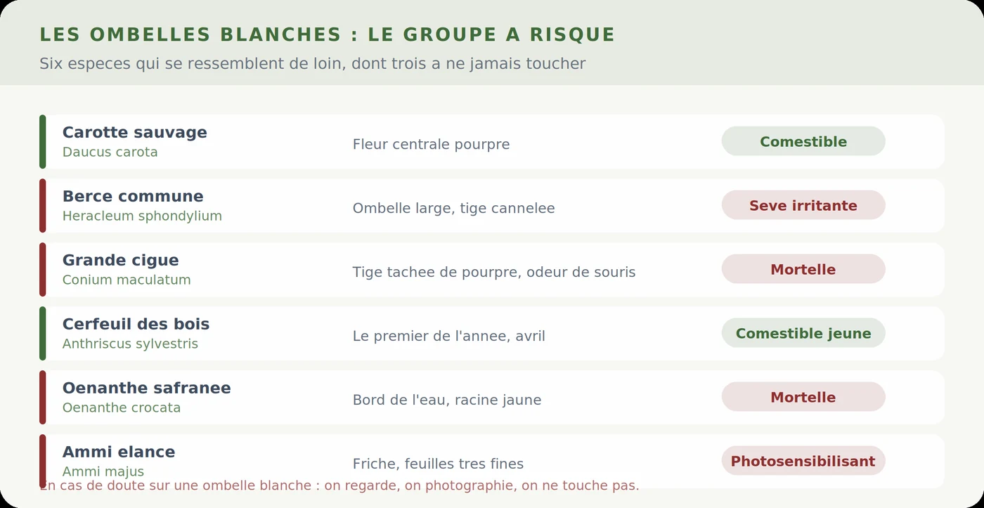 Les ombelles blanches et leur dangerosité