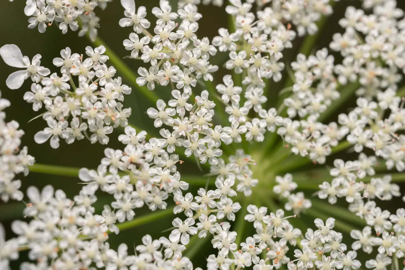Ombelle blanche de carotte sauvage