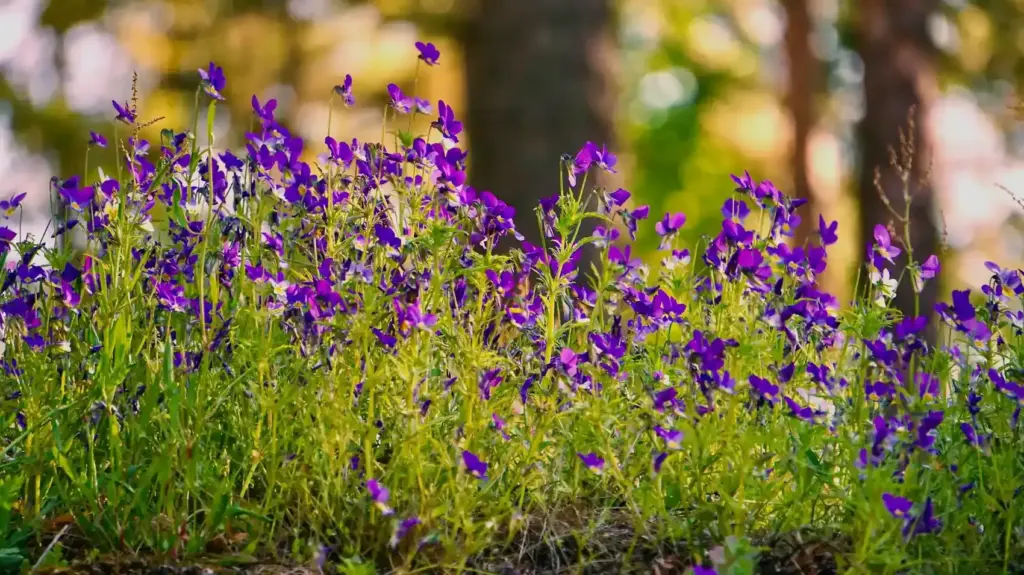Fleur bleue ou violette : les nommer sans hésiter