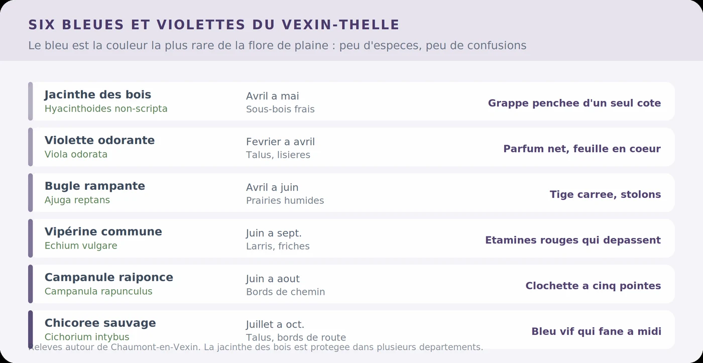 Six fleurs bleues et violettes du Vexin-Thelle