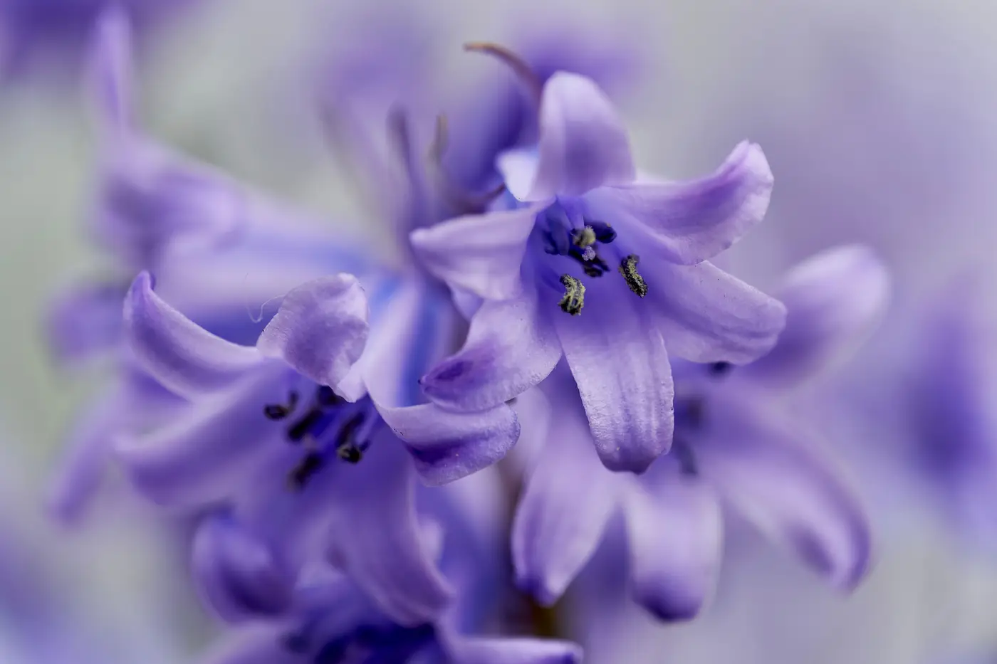 Fleur bleue sauvage en gros plan