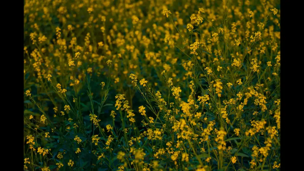 Fleur jaune sauvage : les nommer dans le Vexin-Thelle
