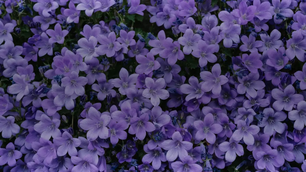 Campanule : floraison, espèces et calendrier du Vexin
