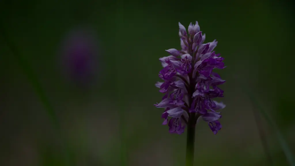 Orchidée sauvage : reconnaître les espèces du Vexin-Thelle