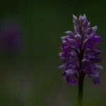 Épi pourpre d&rsquo;une orchidée sauvage dans l&rsquo;herbe