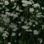 Carottes sauvages en fleur dans une friche