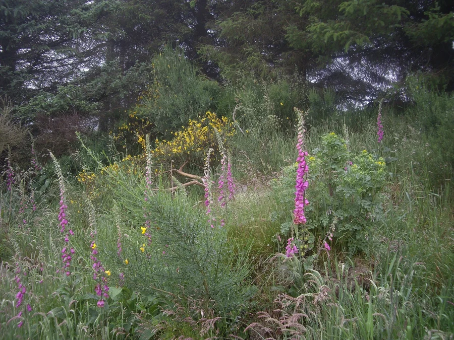 Fleur jaune de millepertuis en gros plan
