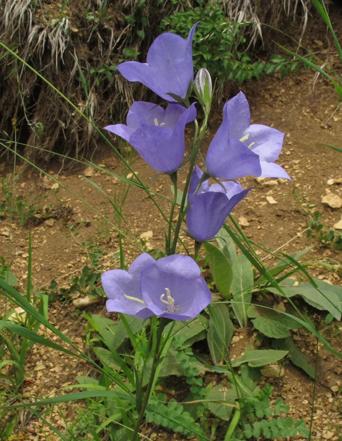 Hampe de campanule à feuilles de pêcher en fleur sur un talus caillouteux