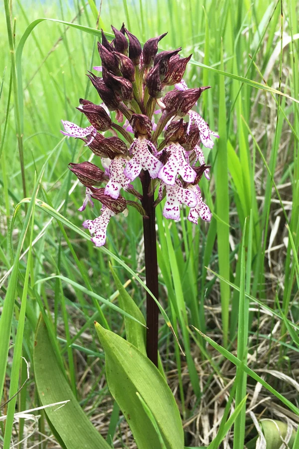 Orchis pourpre en fleur dans une pelouse, avec son épi pourpre et ses larges feuilles basales