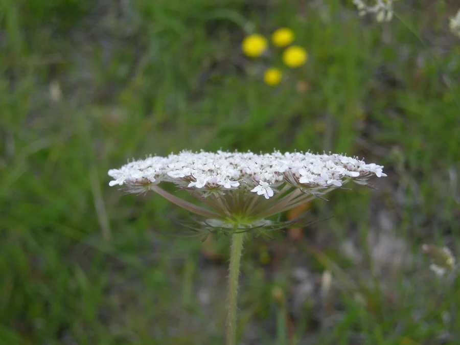 Ombelle de carotte sauvage vue de profil, avec sa collerette de bractées en fines lanières et sa tige velue
