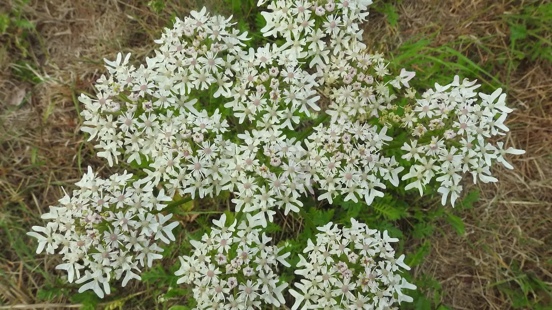 Ombelle blanche de grande berce commune au bord d'un chemin