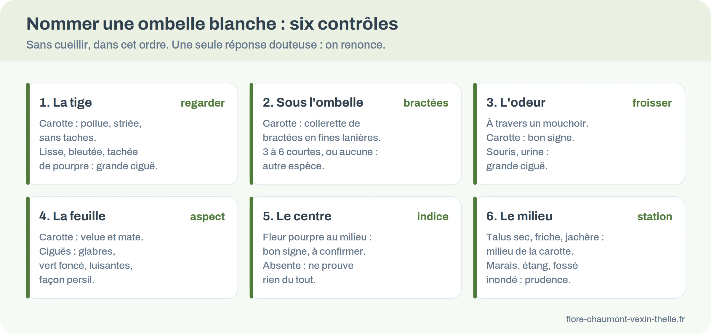 Six cartes de contrôle pour nommer une ombelle blanche : tige, bractées, odeur, feuilles, centre de l'ombelle et milieu