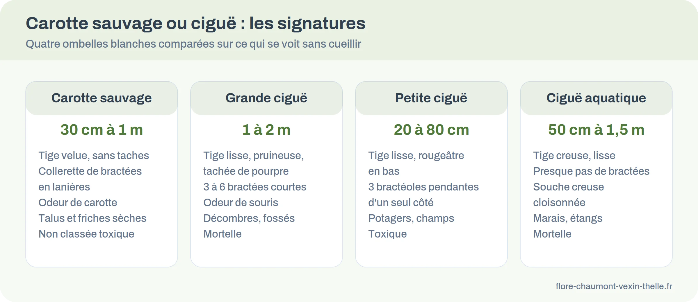 Comparatif de la carotte sauvage, de la grande ciguë, de la petite ciguë et de la ciguë aquatique sur la tige, les bractées, l'odeur et le milieu
