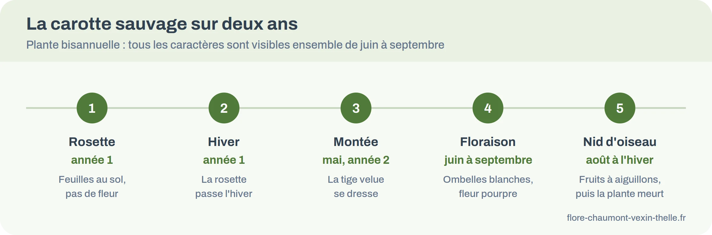 Frise du cycle de la carotte sauvage sur deux ans, de la rosette à la dispersion des fruits