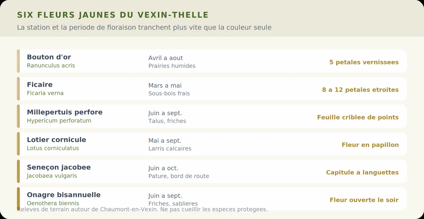 Six fleurs jaunes du Vexin-Thelle et leurs repères