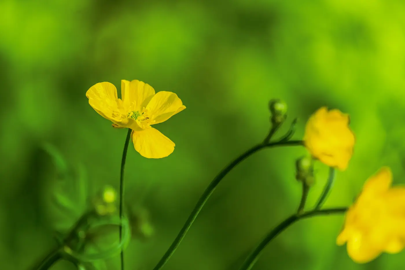 Fleur jaune de renoncule en gros plan