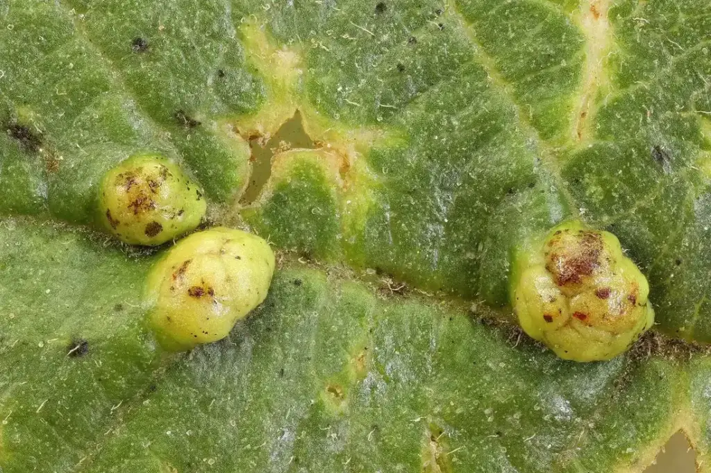 Galles arrondies sur une feuille d&rsquo;aulne