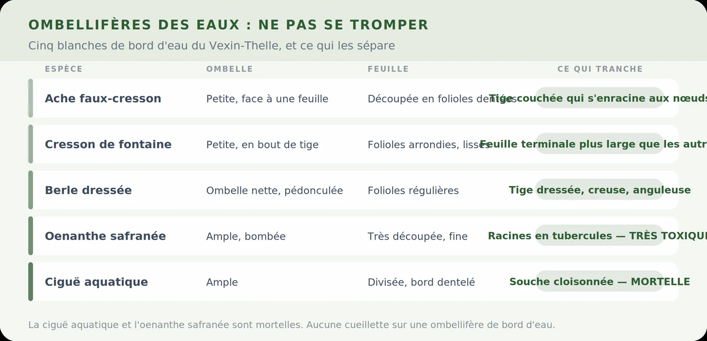 Comparatif des ombellifères de bord d&rsquo;eau