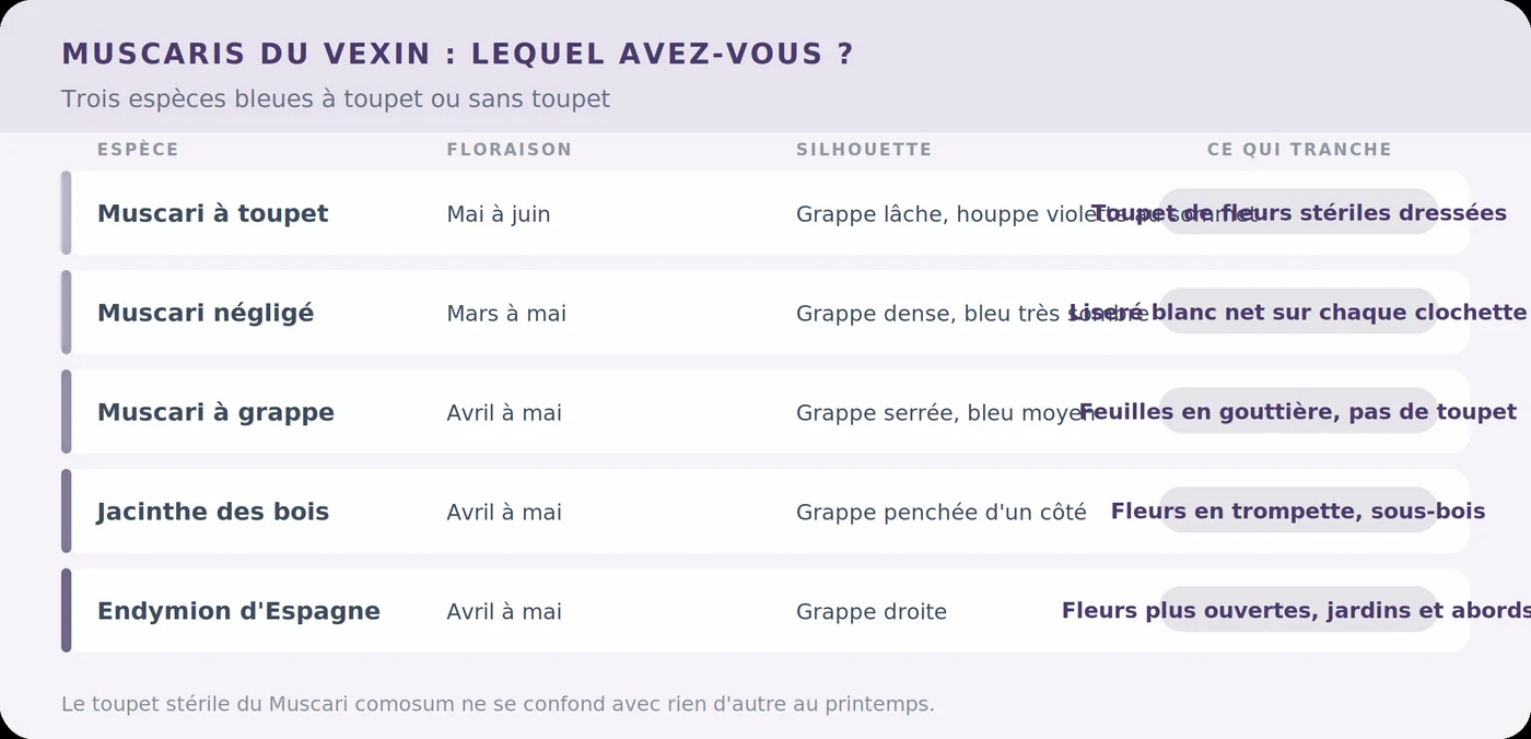 Comparatif des muscaris et jacinthes du Vexin-Thelle