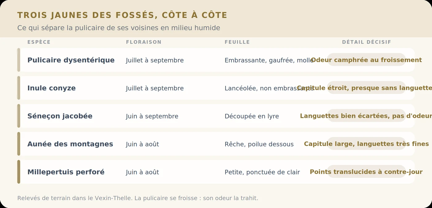 Comparatif des fleurs jaunes des fossés du Vexin-Thelle