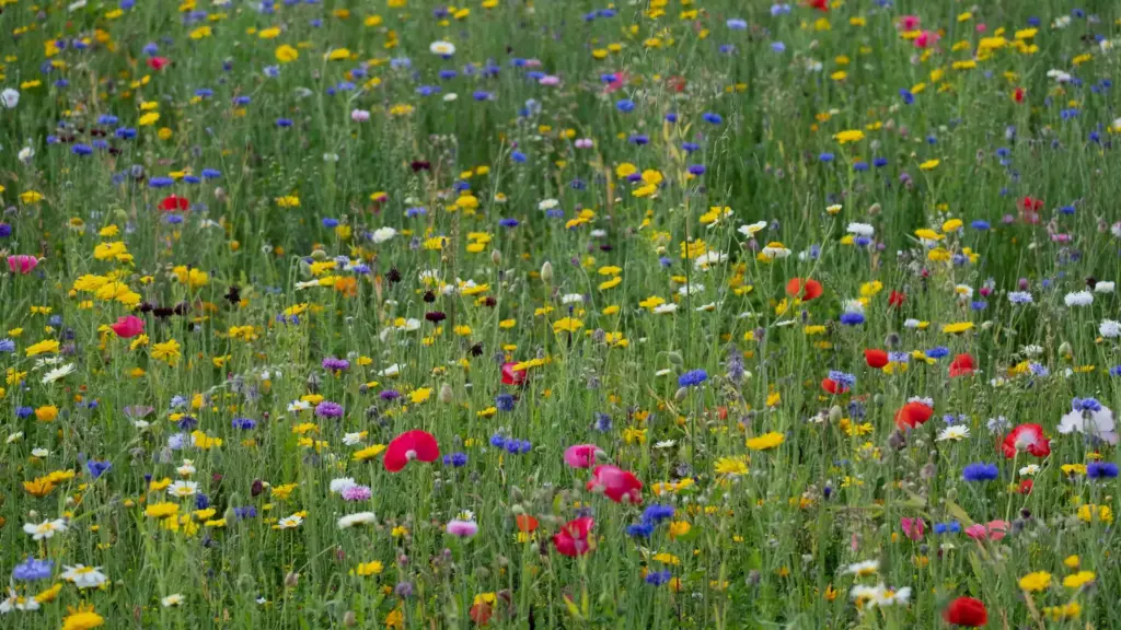 Prairie fleurie : reconnaître les espèces du Vexin