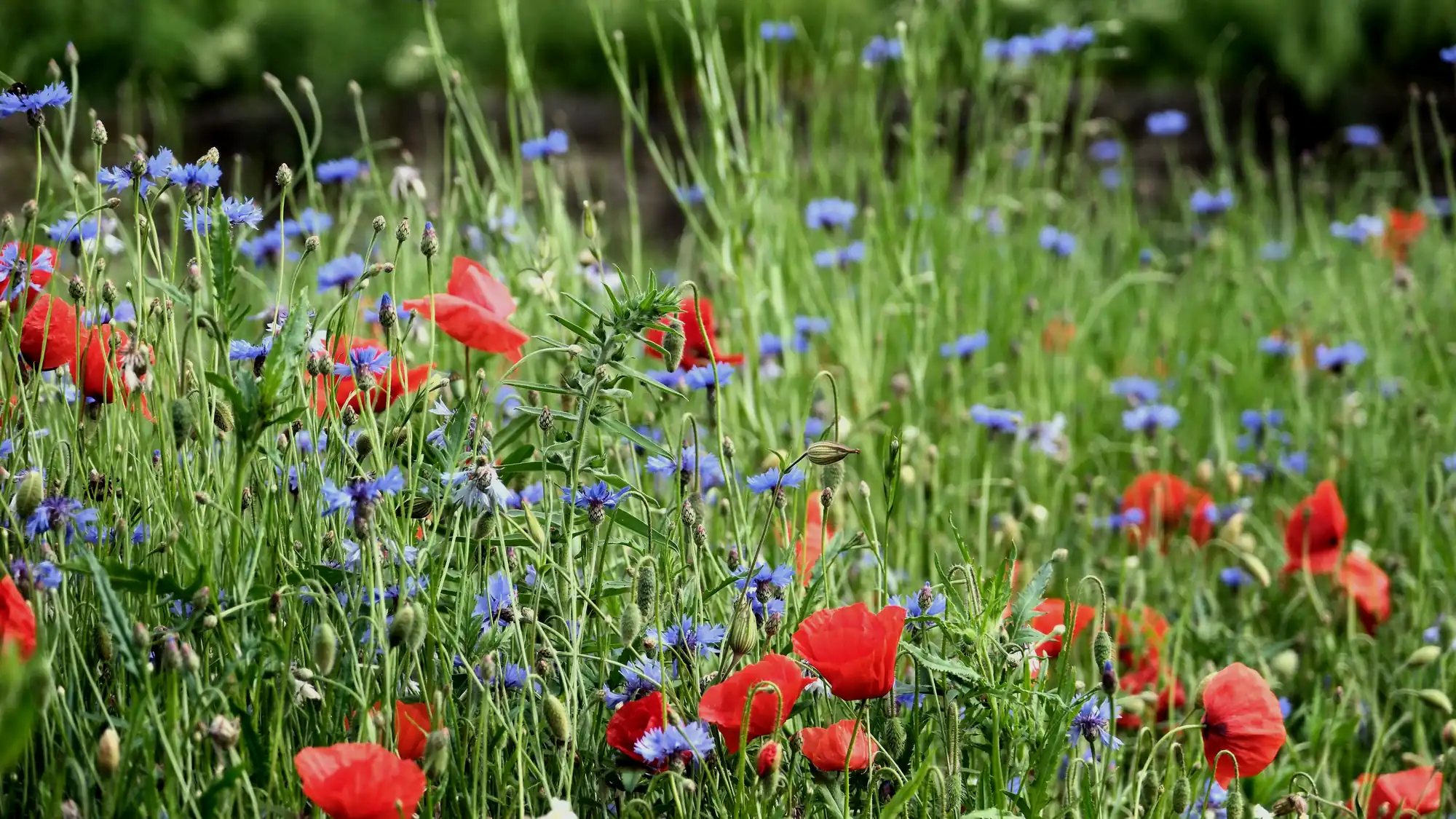 Prairie fleurie en été