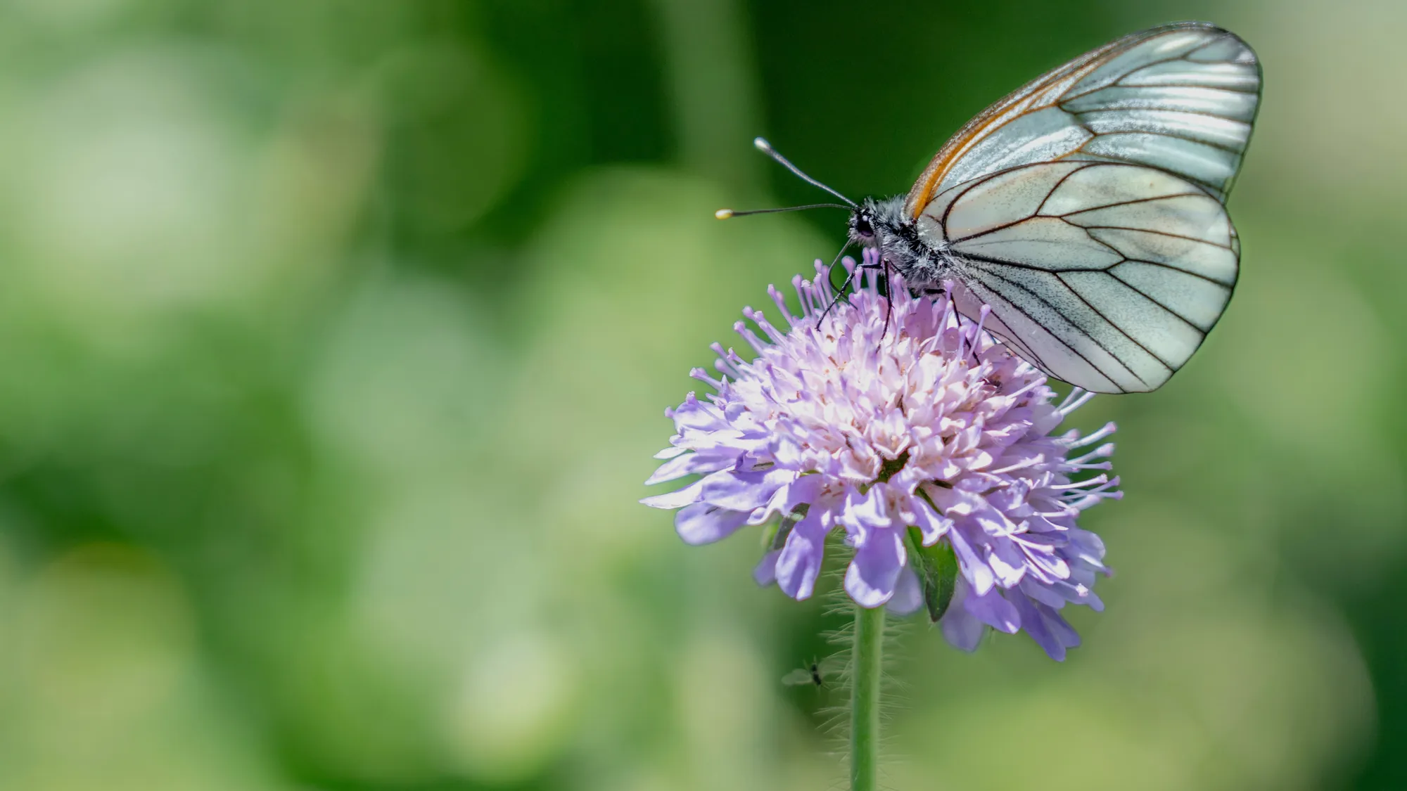 Insecte butinant une fleur sauvage