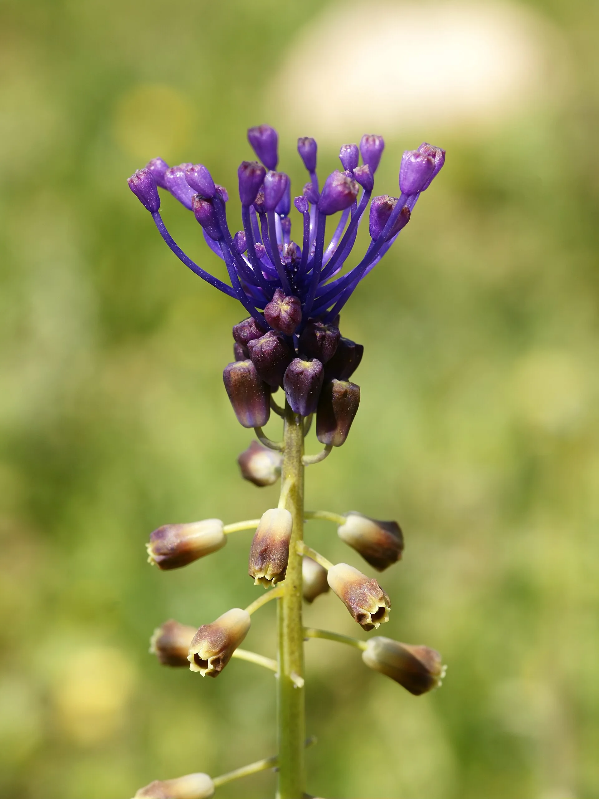 Muscari à toupet en fleur