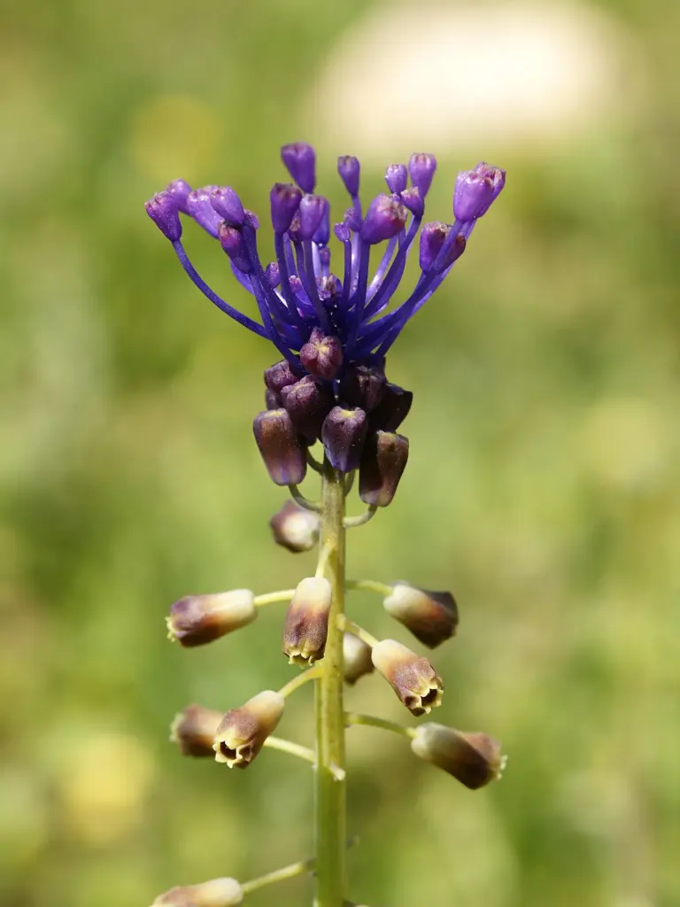 Muscari à toupet : la houppe qui ne trompe pas