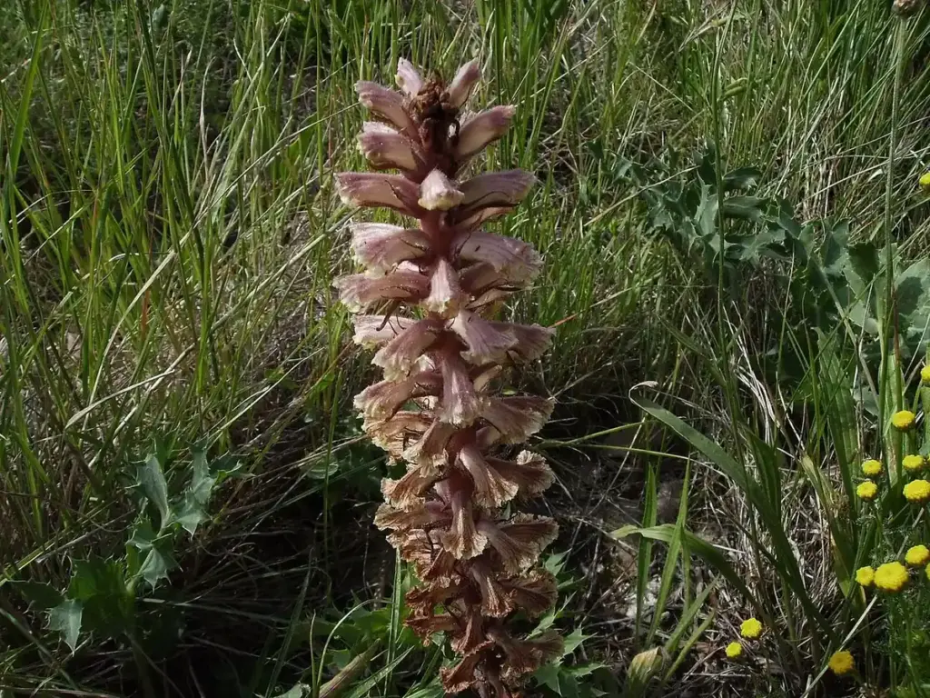 Orobanche en fleur