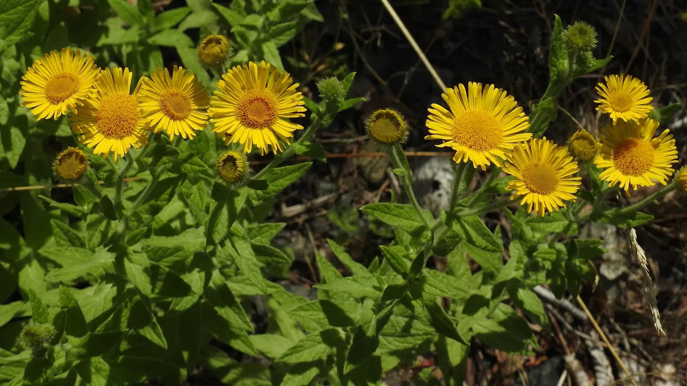 Pulicaire dysentérique en fleur