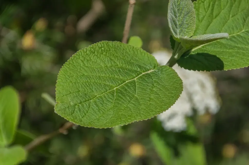 Feuille de viorne lantane