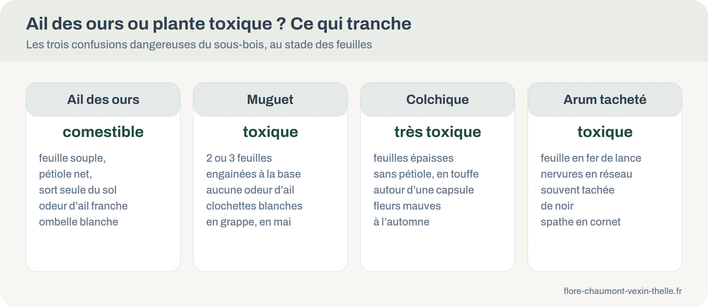 Clé de comparaison entre l’ail des ours et ses sosies toxiques : muguet, colchique et arum tacheté