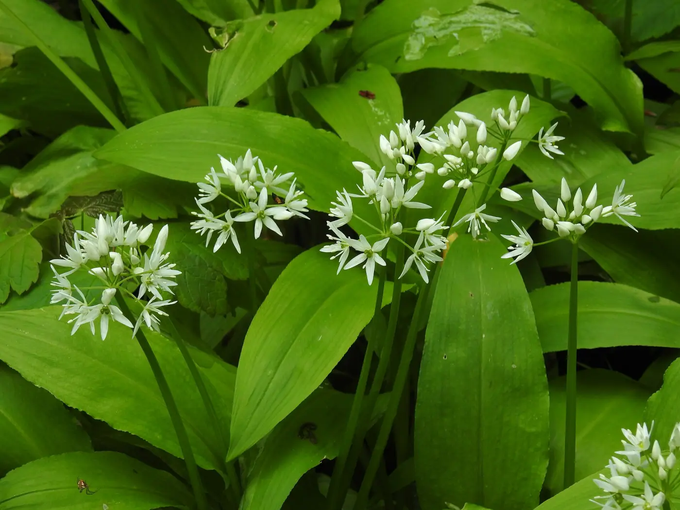 Ombelles blanches d’ail des ours au-dessus de leurs feuilles larges et souples en sous-bois