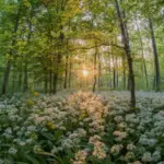 Sous-bois tapissé d’ail des ours en fleur au printemps