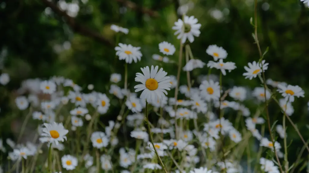 Marguerite sauvage : la reconnaître parmi ses sosies