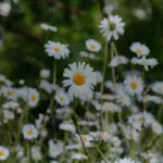 Marguerites sauvages en fleurs dans une prairie