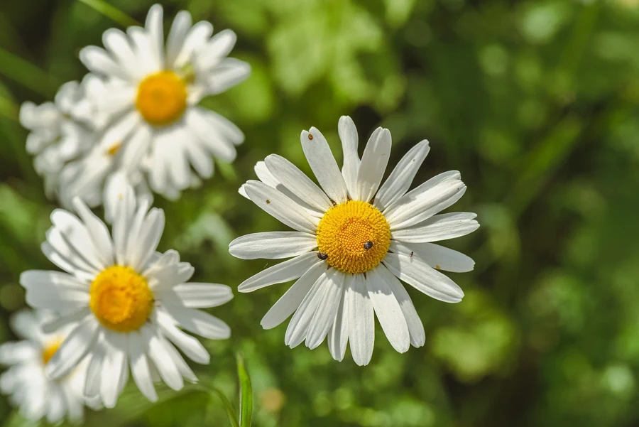 Capitules de marguerite commune vus de dessus, ligules blanches autour d’un disque jaune