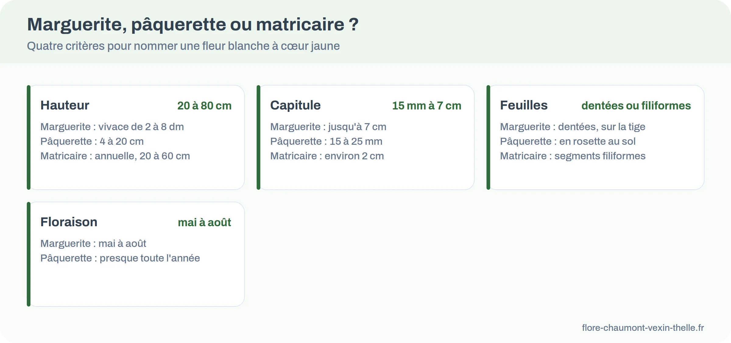 Infographie comparant marguerite, pâquerette et matricaire inodore sur la hauteur, le capitule, les feuilles et la floraison