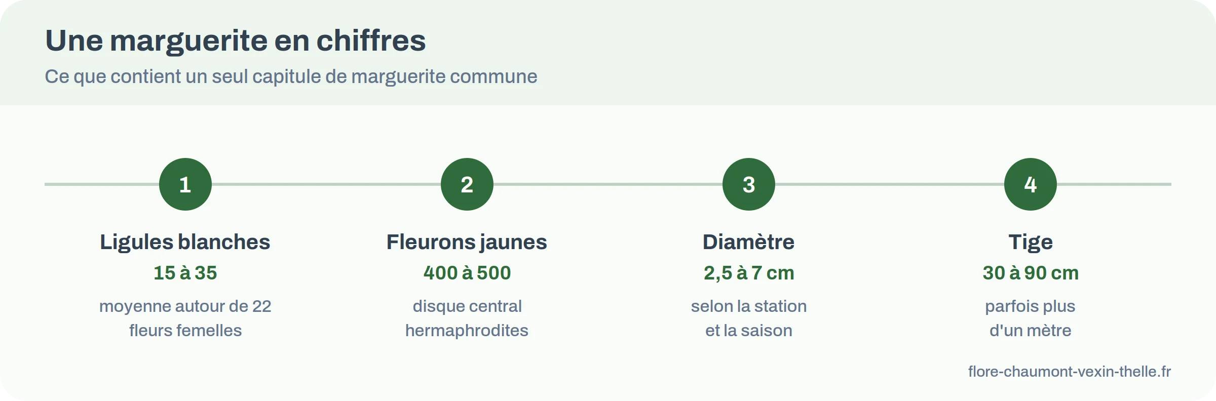 Infographie des chiffres d’un capitule de marguerite : ligules, fleurons, diamètre et hauteur de tige