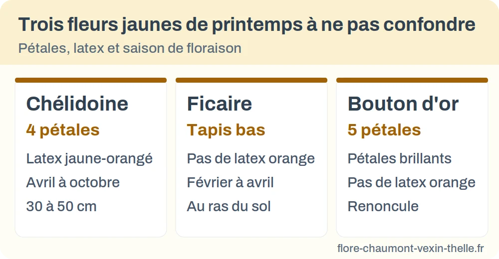 Comparatif des fleurs jaunes de printemps : chélidoine, ficaire, bouton d'or, avec nombre de pétales et période
