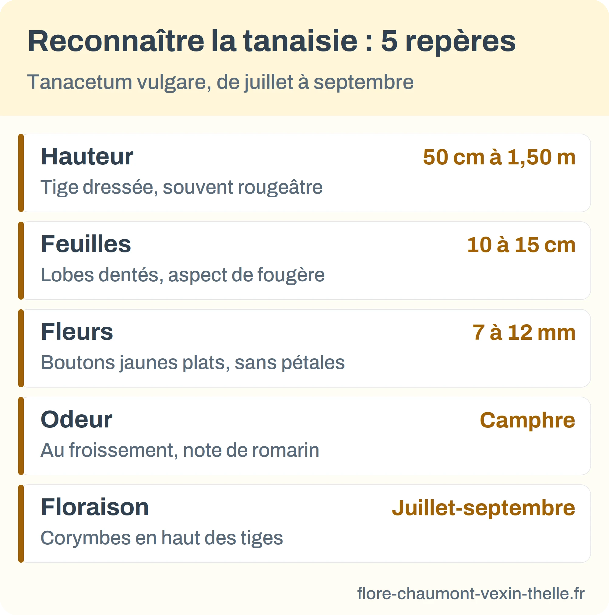 Infographie des cinq repères de reconnaissance de la tanaisie : hauteur, feuilles, fleurs, odeur, floraison