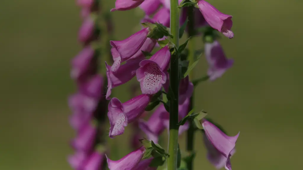 Fleur violette sauvage toxique : 5 espèces à écarter